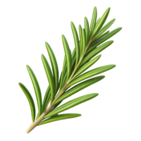 standout bohemian Single, sprig of rosemary with needle-like leaves, studio lighting, top-down view, with transparent background,high-resolution product photography detailed png
