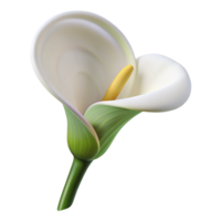 gorgeous notable White calla lily, elegant curveshape, smooth texture, soft lighting, side view, product shot, isolateon transparent background,high-resolution product photography png