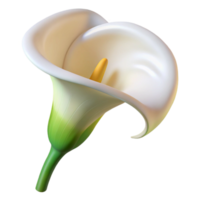 covetebaroque White calla lily, elegant curveshape, smooth texture, soft lighting, side view, product shot, isolateon transparent background,high-resolution product photography refined png