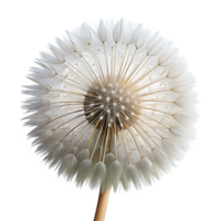 beautiful inspireSingle dandelion seehead, delicate white fluff, intricate seestructure, soft lighting, front view, product shot, isolateon transparent background,high-resolution product photography png