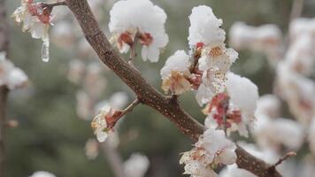 Spring blossoms under snow, Delicate white flowers blooming on a tree branch, partially covered with fresh snow and ice. A symbol of early spring battling the last traces of winter video