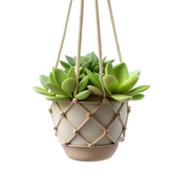 fascinating contemporary Hanging succulent arrangement in a macrame hanger, trailing vines, studio lighting, front view, isolateon transparent background,high-resolution product photography premium png