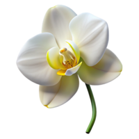 hypnotic calm impressionist White orchiwith yellow center, elegant curves, soft lighting, side view, photorealistic, isolateon transparent background,high-resolution product photography top-tier png