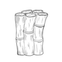 Sketch of sugarcane, isolated on a white background, suitable for packaging labels of processed sugarcane products. illustration. vector