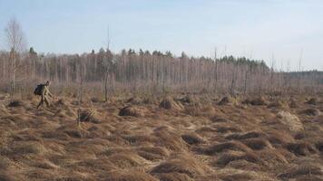 Man Hiking Through Dry Marshland in Early Spring, Bushcrafter walks across brown grassy swamp under clear sky, surrounded by leafless birch trees video