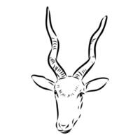The head of the addax antelope vector