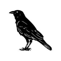 black crow bird hand sketch vector