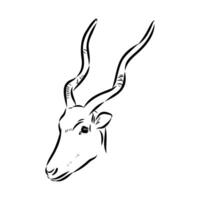 Antelope head addax sketch vector