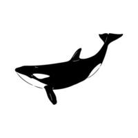 marine predator killer whale sketch vector