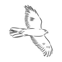 predator brown hawk in flight sketch vector