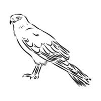 Australian brown hawk hand sketch vector