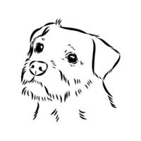 small dog border terrier sketch vector