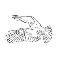 Predator brown hawk in flight drawing vector