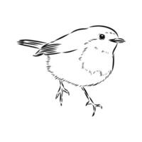 migratory bird robin hand sketch vector