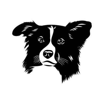 The head of a border collie dog is hand-drawn