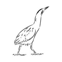 Migratory bird drink drawing vector