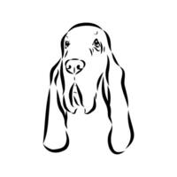 bloodhound dog drawing vector