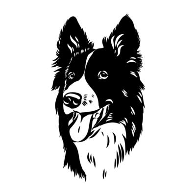the head of a border collie dog