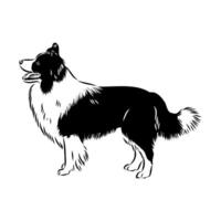 The smartest border collie dog sketch vector