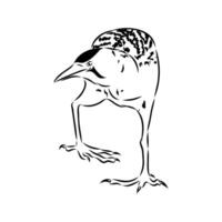 migratory bird drink handmade drawing vector