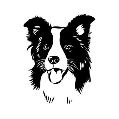 the head of a Scottish border collie dog