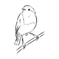 migratory bird robin sketch vector