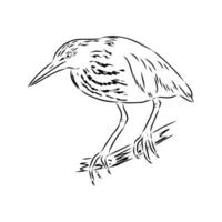 A migratory bird drink a sketch vector