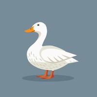 Duck flat illustration. White duck isolated on solid background. Minimalistic modern style vector
