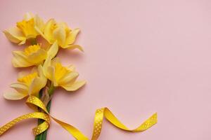 Yellow daffodils with ribbon on pink background for spring concept photo