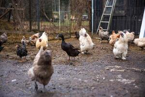 Chickens and Black Duck in Muddy Farm Enclosure with Wire Fencing photo
