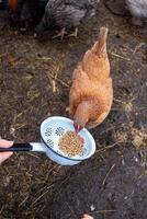 Brown Chicken Feeding From Colander in Rural Farm Setting photo
