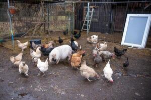 Farmyard with Chickens, Pig, Wooden Structure, and Muddy Ground photo