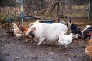 White Pig with Black Markings Among Chickens and Ducks in Farmyard photo