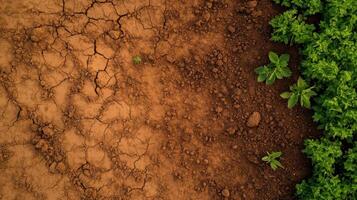 A green plant growing on a dirt surface photo