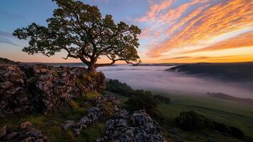 A lone tree on a cliff overlooking the valley at sunrise photo