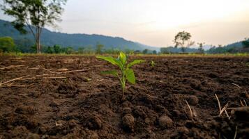 A small plant growing in the middle of a field photo