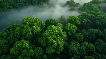 Aerial view of green forest with fog photo