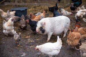 Farmyard with Pot Bellied Pig and Chickens in Muddy Enclosure photo