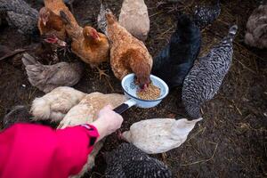 Person Feeding Mixed Breed Chickens with Colander on Muddy Ground photo
