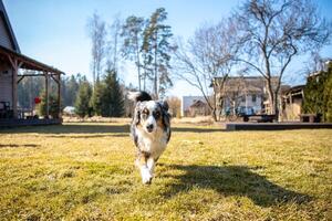 Dog with Multicolored Coat Walking on Grass in Rural Setting photo