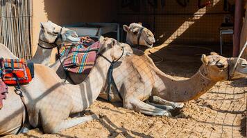 few camels in an enclosure under the oasis palm trees at a holiday resort, Camel on a guided journey across the sandy Sahara Desert landscape photo