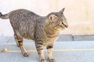A cat walking on a sidewalk photo