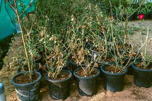 A group of plants in pots on a dirt surface photo