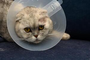 Playful cat in a recovery cone relaxing on a cozy couch after a visit to the vet photo
