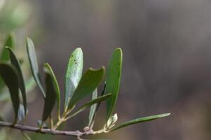 Capturing the delicate nuances of green leaves in a sunlit woodland during early morning hours photo