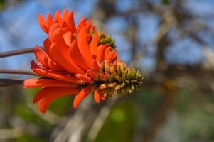 Vivid orange blooms unfold under the warm sun in a tranquil garden setting surrounded by lush greenery photo