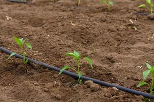 New seedlings emerge from dark soil in a field under soft sunlight bringing hope for a fruitful harvest photo