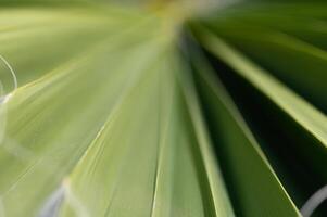 Close-up view of vibrant green palm leaves showcasing intricate textures and patterns under natural light in a tropical setting photo