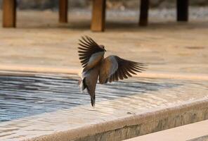 Bird elegantly taking flight near a tranquil poolside, capturing the serenity of a sunny afternoon in nature's embrace photo