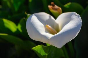 Elegance of a blossoming flower under the sunlight in a serene garden setting photo